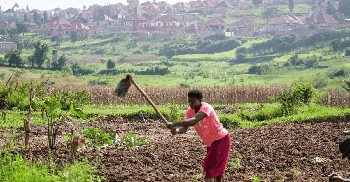 Rwandan farmers working in a field with conservation agriculture techniques